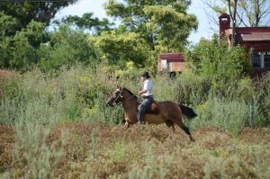 Gaucho bei der Arbeit