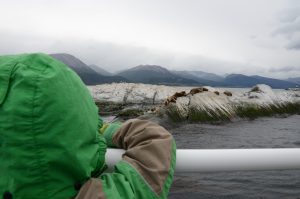 Den Seelöwen ganz nah vor Ushuaia, Feuerland