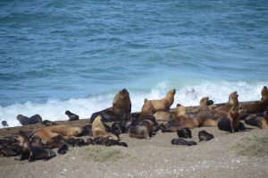 Seelöwenkolonie am Punto Norte auf der Halbinsel Valdès
