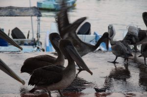 Pelikane freuen sich auch über Fischers Beute auf Santa Cruz
