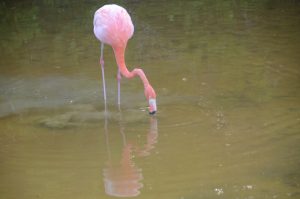 Flamingo in der Villamil Lagoon