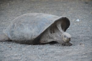 Die Schildkröten im Centro de Crianza de Tortugas schlafen schon. Ganz deutlich erkennen wir den Unterschied zu den uns bereits bekannten Tieren anhand der Panzerform.